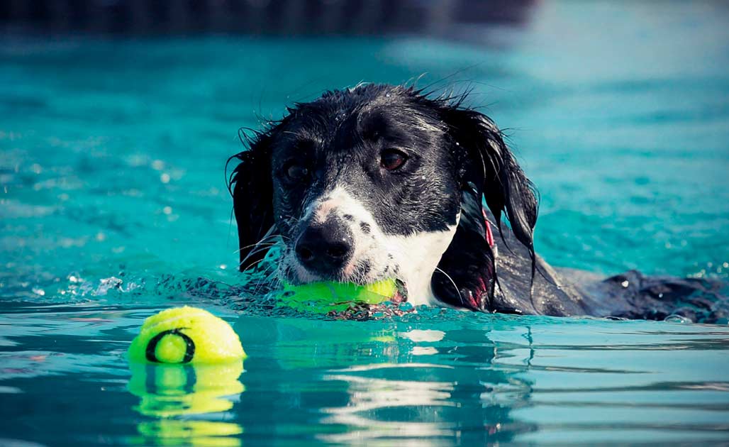 perros-en-la-piscina