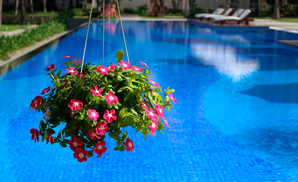 plantas-para-piscinas